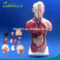 42CM Male Torso with Internal Organs 13 Parts,Human Torso model