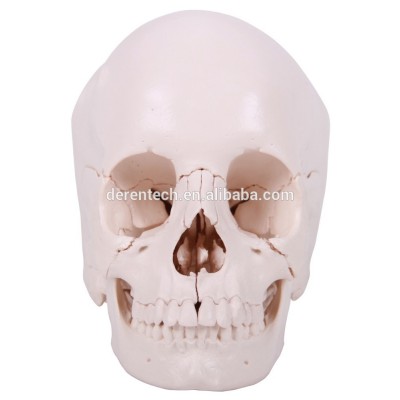 Human Skull Model 22 parts