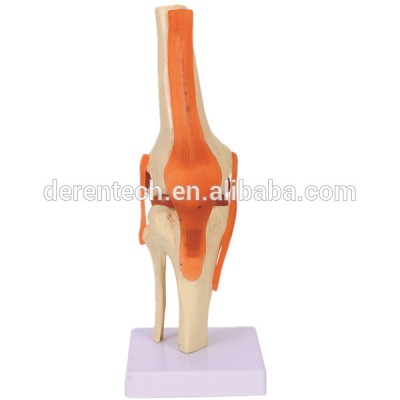 Anatomical Knee Joint Medical Model