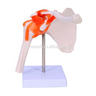 Human shoulder Joint Model