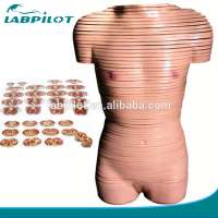 Female torso Cross section anatomy model,Torso Transverse section Model