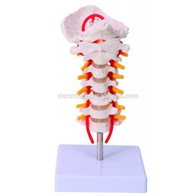 Cervical spinal column