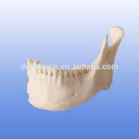 Section model of mandible