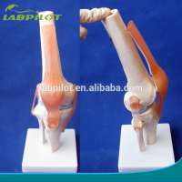 HOT life-size knee joint model, Anatomical knee joint bone model