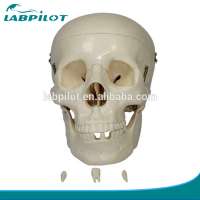 Human Life-Size Skull model, Anatomical Skull Model