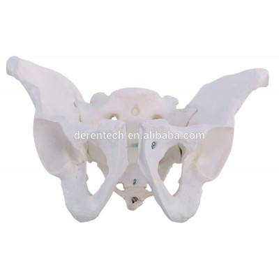 Skeletal pelvis, human skeletal pelvis model ,anatomical skeletal pelvis model