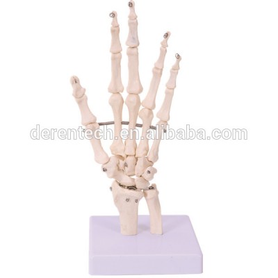 Hand bone, the bones of hand, hand teaching bone ,