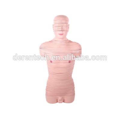 Human Anatomical Medical Cross Section Half Body Torso Female Model