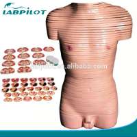 Male torso Cross section anatomy model,Male torso Transverse section Model