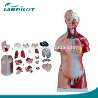 45cm Unisex Torso Model with Internal Organs, 23 Parts Torso