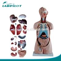 85CM Sexless Torso Model with Internal Organs, 20 Parts Torso Model