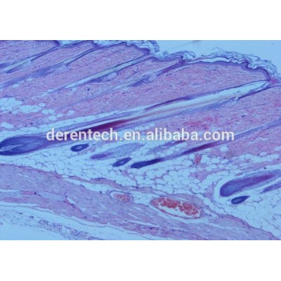 Human histology Slides,Human Histology Teaching Slides