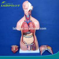 85CM Unisex Torso Model with Internal Organs 23 Parts