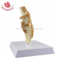 Anatomy Anatomical Canine Dog Knee Joint Model