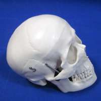 Deluxe Life-Size Skull Model,Human Skull anatomy Model