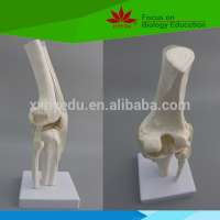 High quality medical anatomical teaching Life size PVC artificial knee joint model