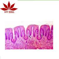 Individual high quality tongue sec.(show taste bud ) microscope prepared slides